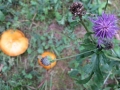 Dall'alto in basso (R. Formica)